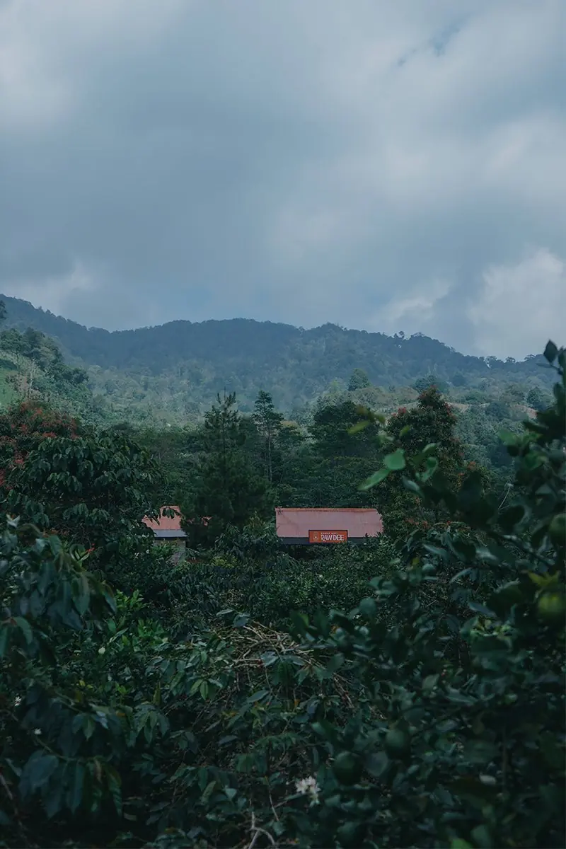 Alam tenang di kebun kopi Rawdee